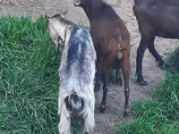 Ziege, Irish goat — Foto 4
