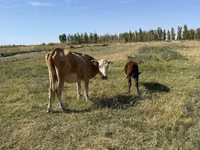 Сиыр, Latvian Blue cattle — 4-сурет