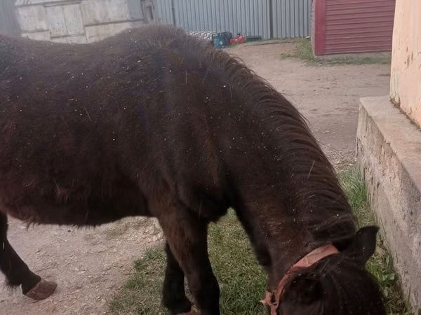 Yegua, Shetland Pony