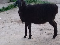 Schafe (Partie, Geschlecht nicht angegeben), Schafe — Foto 2