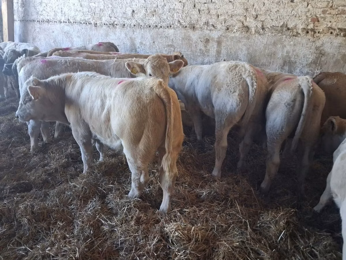 ثور, Charolais cattle