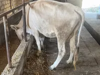 母牛, Simmental cattle — 照片 2
