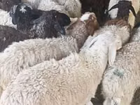 كبش, الأغنام — الصورة 6