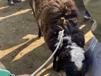 كبش, Karakul sheep — الصورة 2
