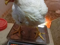 Chickens — Foto 3