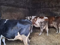 Sigir, Russian Black pied cattle — 3-rasm