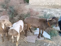 كبش, الأغنام — الصورة 4