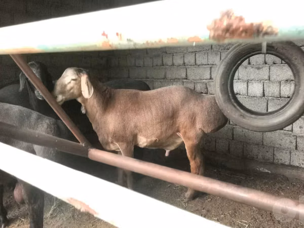 Кочкор, Койлор — Өзбекстан