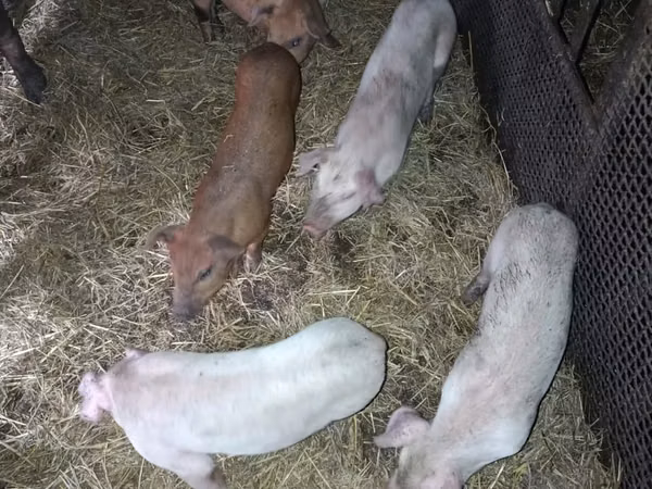 Eber, Schweine — Kasachstan