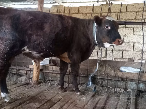 公牛, Cattle — 哈萨克斯坦