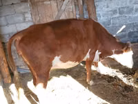 गाय, Latvian Blue cattle — फ़ोटो 1