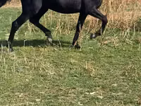 घोड़ी, घोड़े — फ़ोटो 1