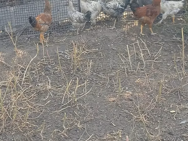 Chickens — Kirgisistan