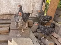 Chickens — الصورة 2