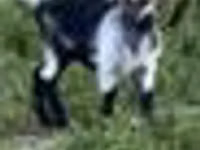 Теке, Alpine goat — 8-сурет