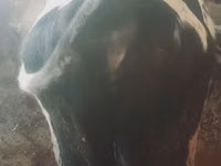 Rinder (Partie, Geschlecht nicht angegeben), Russian Black pied cattle — Foto 2