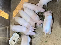 خنازير (دفعة، الجنس غير محدد) — الصورة 2