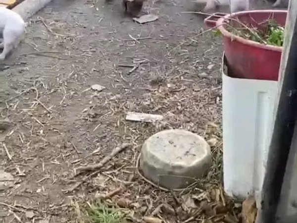 خنزيرة, الخنازير