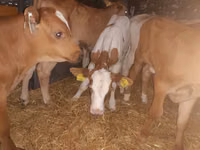 ثور, Simmental cattle — الصورة 1