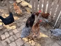 Australorp — Foto 3