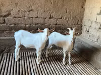 母山羊, Saanen goat — 照片 4