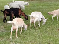 Ziege, Saanen goat — Foto 1