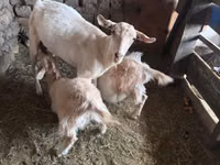 Goat, Saanen goat — photo 6