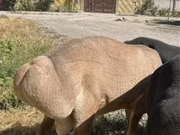 Ram, Arashan sheep — photo 5