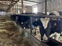 母牛, Swiss cattle — 照片 4