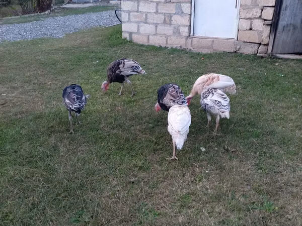 Turkeys