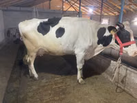 Kuh, Holstein-Rasse — Foto 8
