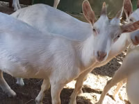 Echki, Saanen goat — 7-rasm
