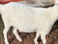 Goat, Saanen goat — photo 2