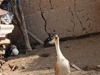 Geese — Foto 4