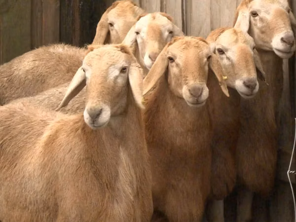 Қошқар, Edilbay sheep