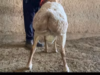 Widder, Arashan sheep — Foto 2