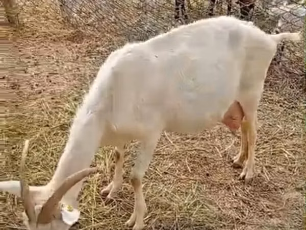 Ziege, Saanen goat