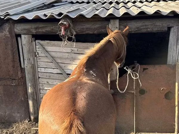 公马, Horses — 哈萨克斯坦