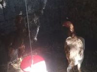 Chickens — foto 1