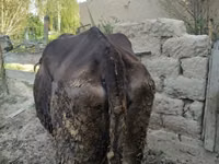 Kuh, Braune Lettische — Foto 1