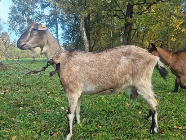 Ziege, Alpine goat