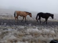 Stute, Bashkir horse — Foto 2
