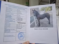 Stute, Friesian — Foto 8