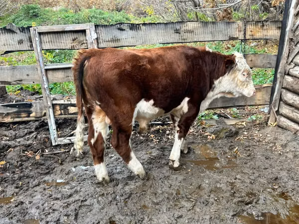 Bulle, Kasachische Weißkopfkuh