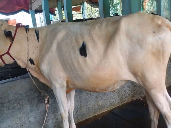 Kuh, Holstein-Rasse
