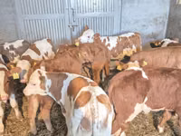 公牛, Cattle — 照片 3