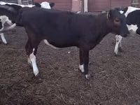 गाय, Simmental cattle — फ़ोटो 2