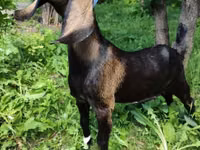 Ziege, Nubian Goat — Foto 5
