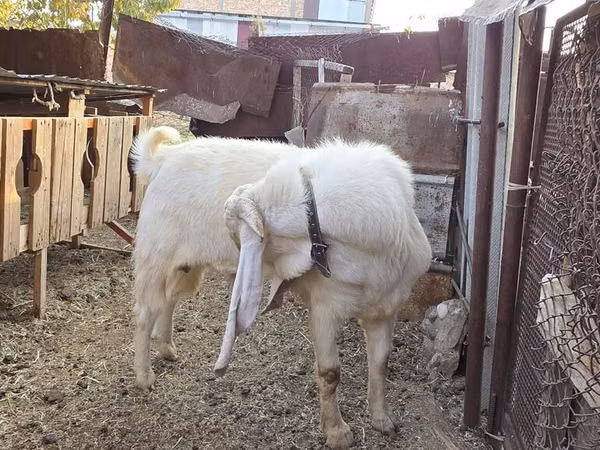 Теке, Gulabi goats