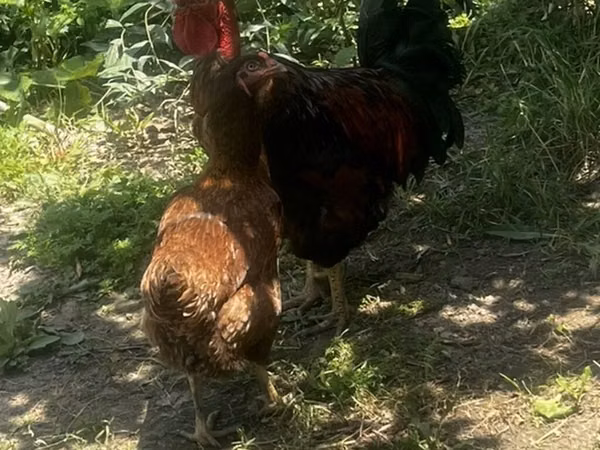 Chickens — Kirgisistan